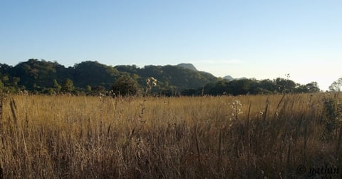 Wide grassland with golden dried grass and distant tree line under clear blue sky