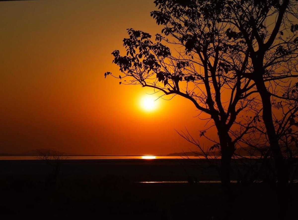 Golden sunset over water with silhouetted bare tree and branches in foreground against orange sky