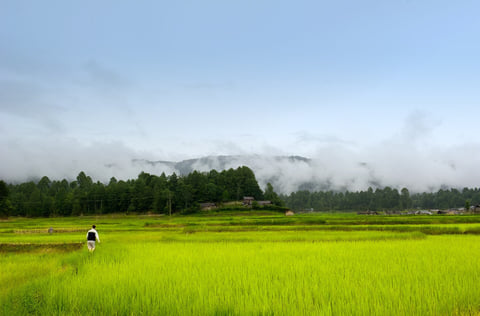 A farmer stands alone in a lush green rice field with misty mountains and forest in the background under a hazy sky
