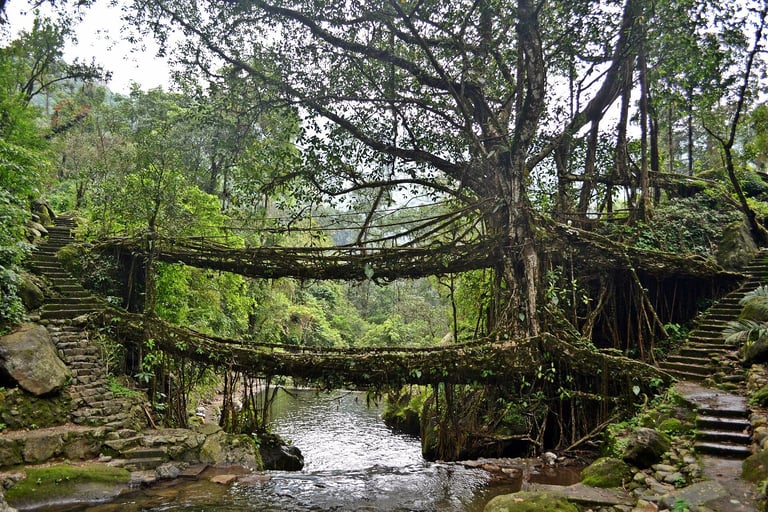 Ancient wooden bridge spanning a moss-covered stream in lush green forest with overhanging trees